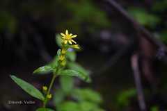 Solidago virga-aurea
